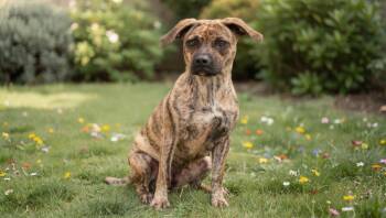 Nova -  Boxer and Dachshund Dog for Adoption in Sebastian, Florida - Nova | PetCurious