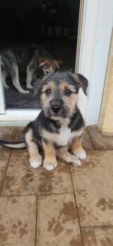 Golden girls -  Airedale Terrier Dog for Adoption in Roxbury Township, New Jersey - Golden Girls | PetCurious