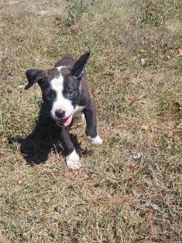 Rescue Mixed Breed Dogs for Adoption in Columbus, Ohio - Fall Colors - Amber | PetCurious