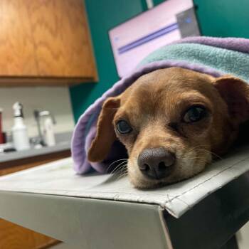 Peanut -  Mixed Breed Dog for Adoption in St. Helena, California - Peanut | PetCurious
