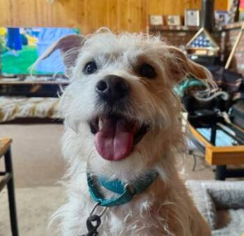 Leo W -  Cairn Terrier Dog for Adoption in Santa Paula, California - Leo W | PetCurious