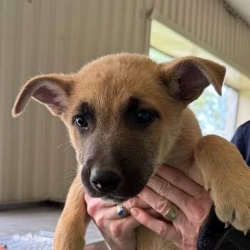 Shepherd Dogs Available for Adoption in Jacksonville, Arkansas - Link | PetCurious