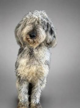 Roxy -  Standard Poodle and Mixed Breed Dog for Adoption in Bowling Green, Kentucky - Roxy | PetCurious