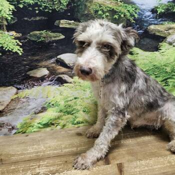 Luca -  Schnauzer Dog for Adoption in Normal, Illinois - Luca | PetCurious