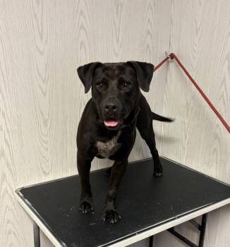 Labrador Retriever Dogs Available for Adoption in Opelousas, Louisiana - DOMINO | PetCurious