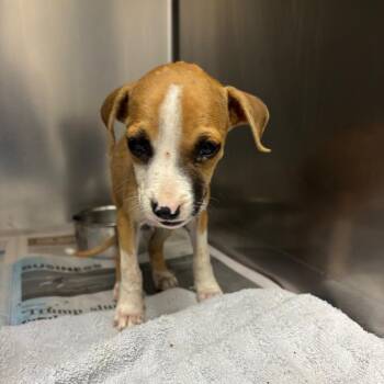 Tiny Tiff -  Terrier and Mixed Breed Dog for Adoption in Corpus Christi, Texas - Tiny Tiff | PetCurious