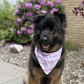 Sammy -  German Shepherd Dog Dog for Adoption in Cleveland, Ohio - Sammy | PetCurious
