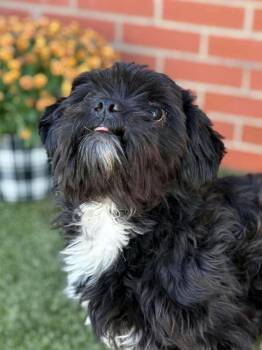 Moo Shu -  Shih Tzu Dog for Adoption - Moo Shu | PetCurious