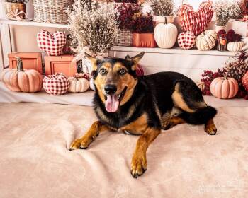 Einstein -  German Shepherd Dog Dog for Adoption - Einstein | PetCurious
