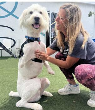 Rescue Great Pyrenees and Standard Poodle Dogs for Adoption in Los Angeles, California - Bucky | PetCurious