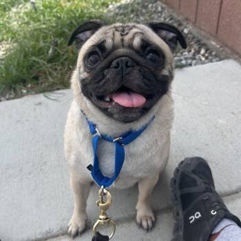 Pug Dogs Available for Adoption in Palm Springs, California - Hatchi | PetCurious
