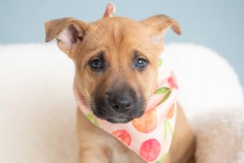 Vacay: Resort -  German Shepherd Dog Dog for Adoption in Palo Alto, California - Vacay: Resort | PetCurious