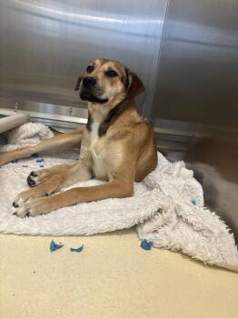 Black Mouth Cur Dogs Available for Adoption - Piggy | PetCurious