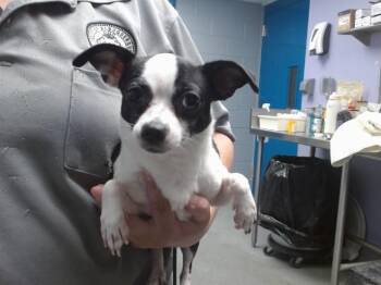 SCHMOO -  Chihuahua and Mixed Breed Dog for Adoption in Albuquerque, New Mexico - SCHMOO | PetCurious