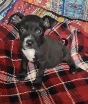 Monet -  Pit Bull Terrier and Boston Terrier Dog for Adoption in Bolivar, Missouri - Monet | PetCurious