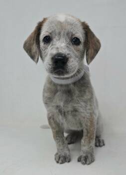 Australian Cattle Dog Blue Heeler and Australian Shepherd Dogs Available for Adoption - Fiona | PetCurious