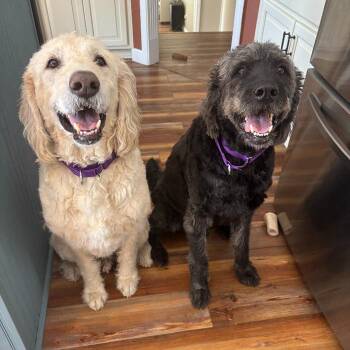 Labrador Retriever Dogs Available for Adoption in Louisville, Kentucky - Michael #7364 | PetCurious