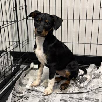 Mixed Breed Dogs Available for Adoption in Houston, Texas - Vienna | PetCurious