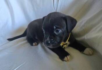 Brie - Mozzarella -  American Bulldog Dog for Adoption in Lakeland, Florida - Brie - Mozzarella | PetCurious