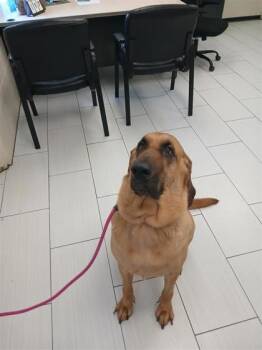 Tater -  Bloodhound and Mixed Breed Dog for Adoption in Largo, Florida - Tater | PetCurious