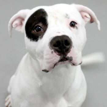 Spot -  American Bulldog Dog for Adoption in Des Moines, Iowa - Spot | PetCurious