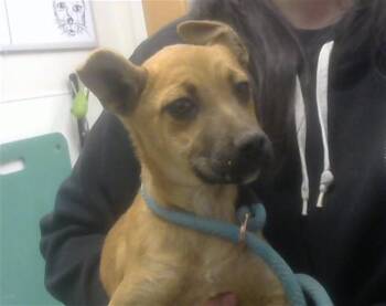 German Shepherd Dog and Mixed Breed Dogs Available for Adoption in Albuquerque, New Mexico - FLORITA | PetCurious