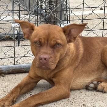 Mixed Breed Dogs Available for Adoption in Lake Jackson, Texas - Nala | PetCurious