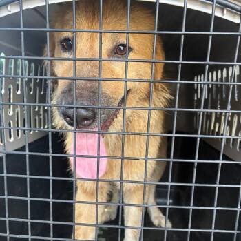 Harper -  Labrador Retriever and Mixed Breed Dog for Adoption in Montgomery, Alabama - Harper | PetCurious