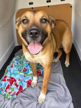 Tessa -  German Shepherd Dog Dog for Adoption in Tunica, Mississippi - Tessa | PetCurious