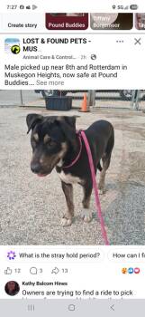 Twin- -  Mixed Breed Dog for Adoption in Muskegon, Michigan - Twin- | PetCurious