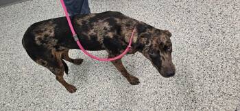 Violet -  Terrier Dog for Adoption in Athens, Tennessee - Violet | PetCurious