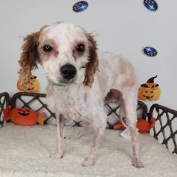 Felt -  Miniature Poodle Dog for Adoption in Fort Wayne, Indiana - Felt | PetCurious