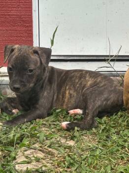 Rescue Pit Bull Terrier Dogs for Adoption - Redwood | PetCurious