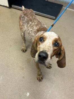 Rescue Mixed Breed Dogs for Adoption in Chamblee, Georgia - Nash | PetCurious