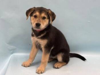 Yumi -  German Shepherd Dog and Mixed Breed Dog for Adoption in Minneapolis, Minnesota - Yumi | PetCurious