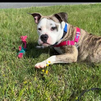 Chevy -  English Bulldog and Boxer Dog for Adoption in Lynchburg, Virginia - Chevy | PetCurious