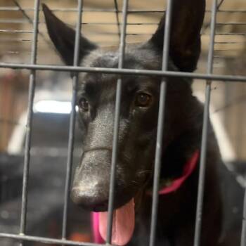midnight -  Mixed Breed Dog for Adoption in Gadsden, Alabama - Midnight | PetCurious