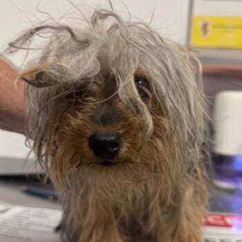 Ratigan -  Yorkshire Terrier Dog for Adoption in Yuma, Arizona - Ratigan | PetCurious