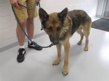 RICK -  German Shepherd Dog Dog for Adoption in Ocala, Florida - RICK | PetCurious