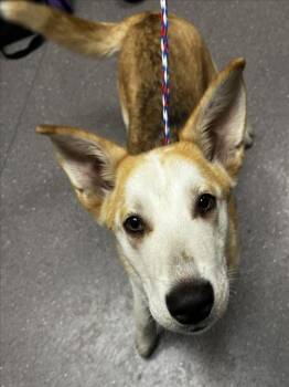 German Shepherd Dog and Siberian Husky Dogs Available for Adoption in Tracy, California - OREGANO | PetCurious