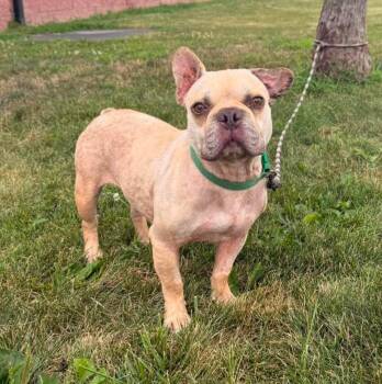 Ace -  French Bulldog Dog for Adoption in Maryville, Missouri - Ace | PetCurious