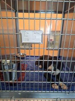 Pen 224 Finch -  Pit Bull Terrier Dog for Adoption in Lawrenceville, Georgia - Pen 224 Finch | PetCurious