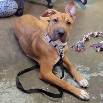 Winnie K9 -  Pit Bull Terrier and Shar Pei Dog for Adoption in Union, Missouri - Winnie K9 | PetCurious
