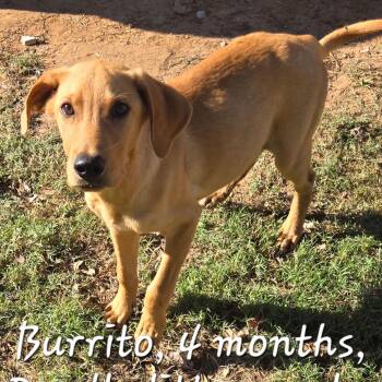 BURRITO 425 -  Wirehaired Terrier Dog for Adoption in New Berlin, Wisconsin - BURRITO 425 | PetCurious