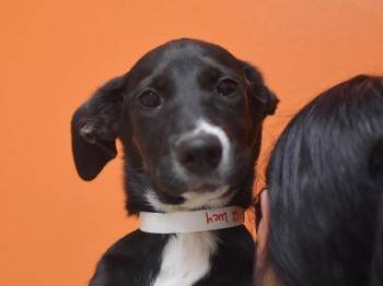 Lucy -  Labrador Retriever and Shepherd Dog for Adoption in Portland, Oregon - Lucy | PetCurious