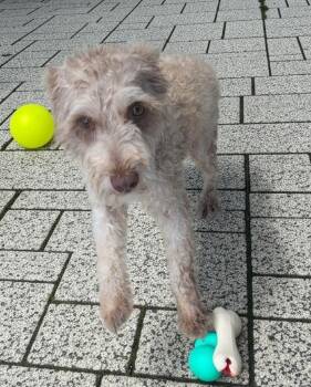 Schnauzer Dogs Available for Adoption in Fort Myers, Florida - Rusty | PetCurious