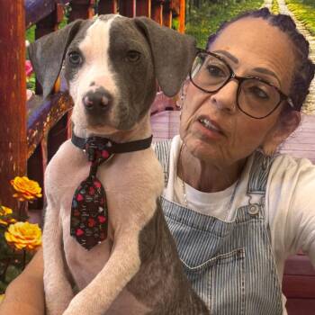 SULLY (619) -  Black Mouth Cur and Mixed Breed Dog Available for Adoption in Indiantown, Florida - SULLY (619) | PetCurious