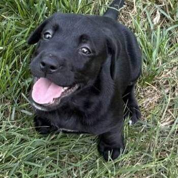 Stevie Rocknroll -  Labrador Retriever and Husky Dog for Adoption in Andover, Massachusetts - Stevie Rocknroll | PetCurious