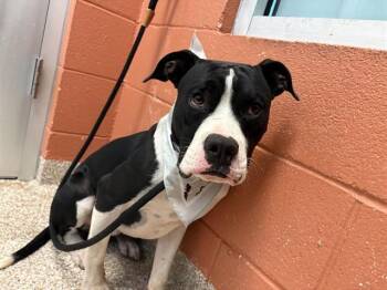 SALAMI JR -  Pit Bull Terrier and Boxer Dog for Adoption in Colorado Springs, Colorado - SALAMI JR | PetCurious