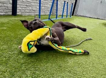 Zeus -  Pit Bull Terrier Dog for Adoption in Salt Lake City, Utah - Zeus | PetCurious